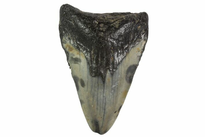 Bargain, Fossil Megalodon Tooth - North Carolina #91681